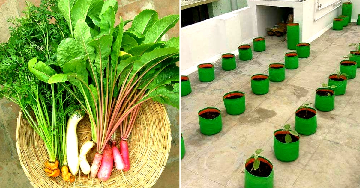 Chennai Family Harvests 300 Bags Of Veggies Via Oxygen Chamber