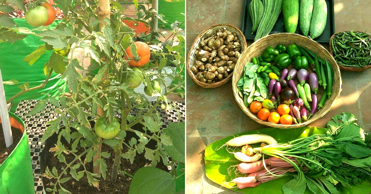 Chennai Family Harvests 300 Bags Of Veggies Via Oxygen Chamber