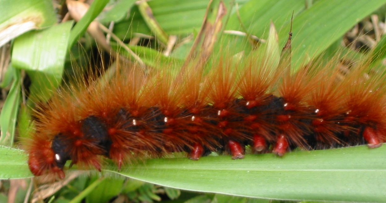 Rattled by Farmer Suicides,Health Issues, Telangana Village Goes Organic